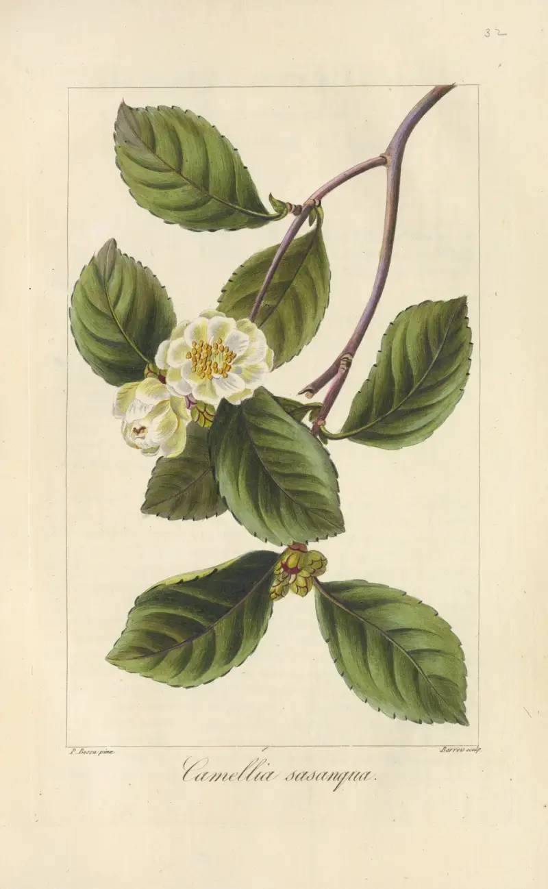 Camellia sasanqua av Jean Claude Michel Mordant de Launay