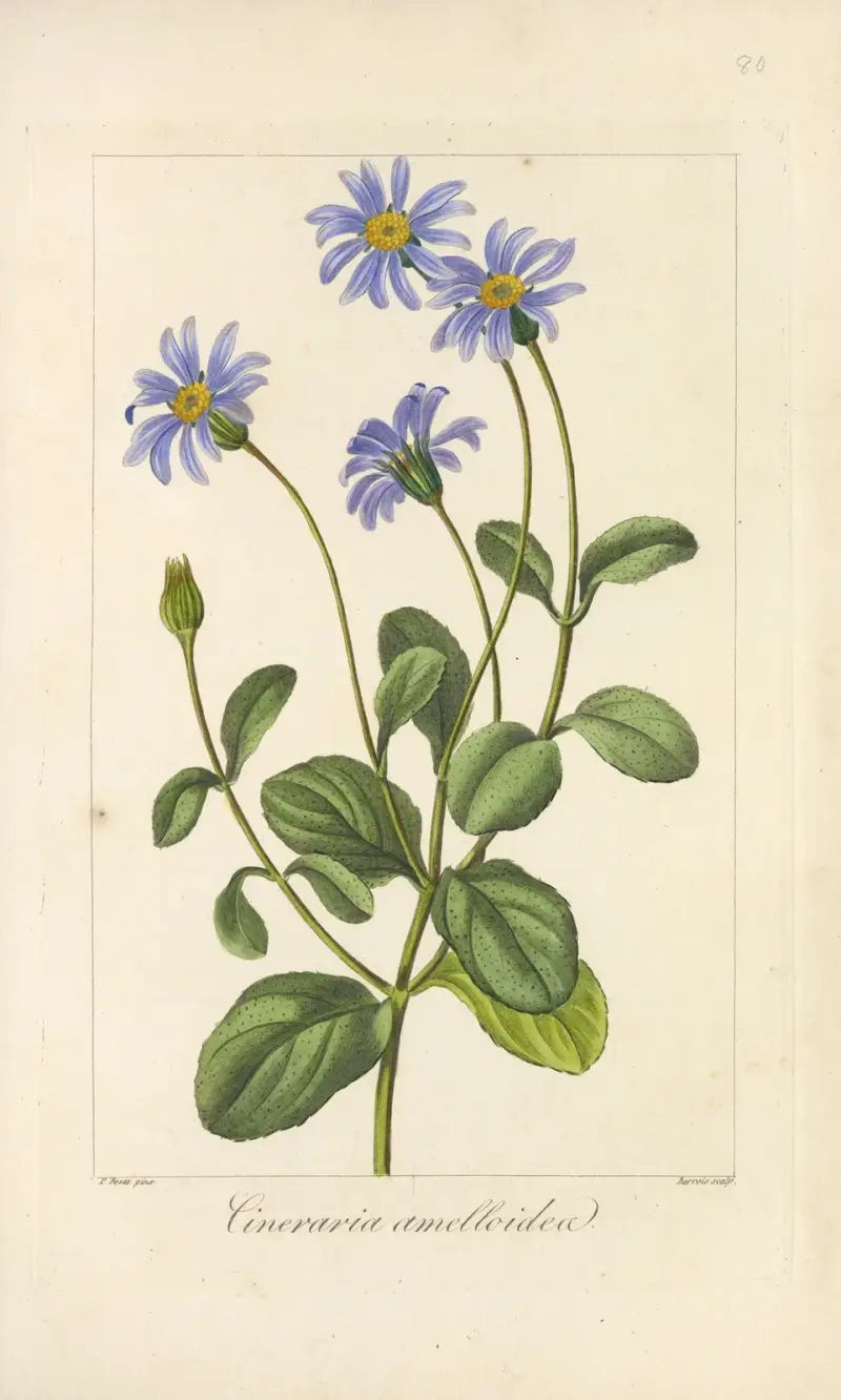 Cineraria amelloides av Jean Claude Michel Mordant de Launay
