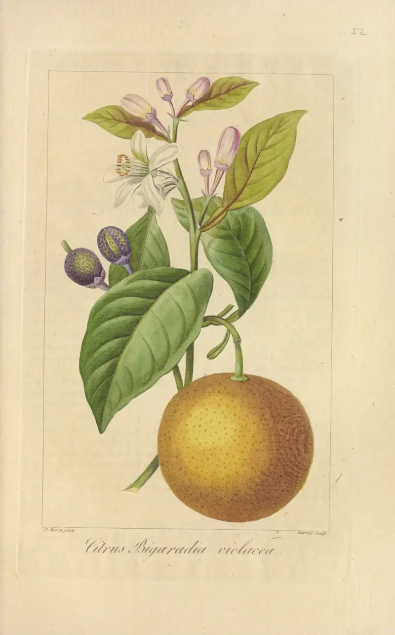 Citrus bigaradia violacea, Jean Claude Michel Mordant de Launay