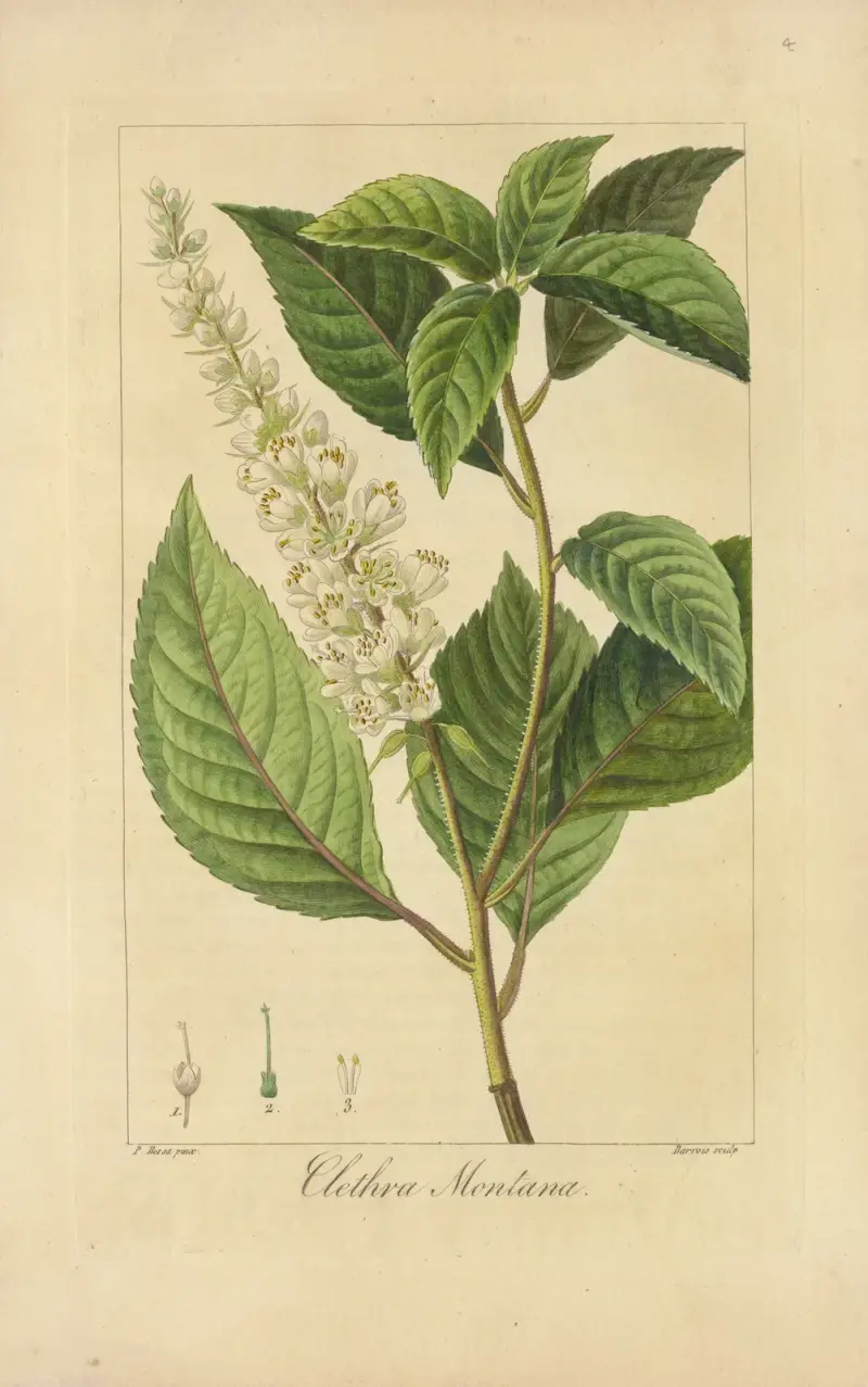 Clethra montana von Jean Claude Michel Mordant de Launay