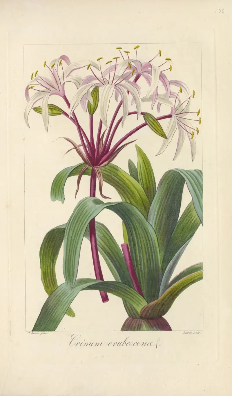 Crinum erubescens av Jean Claude Michel Mordant de Launay