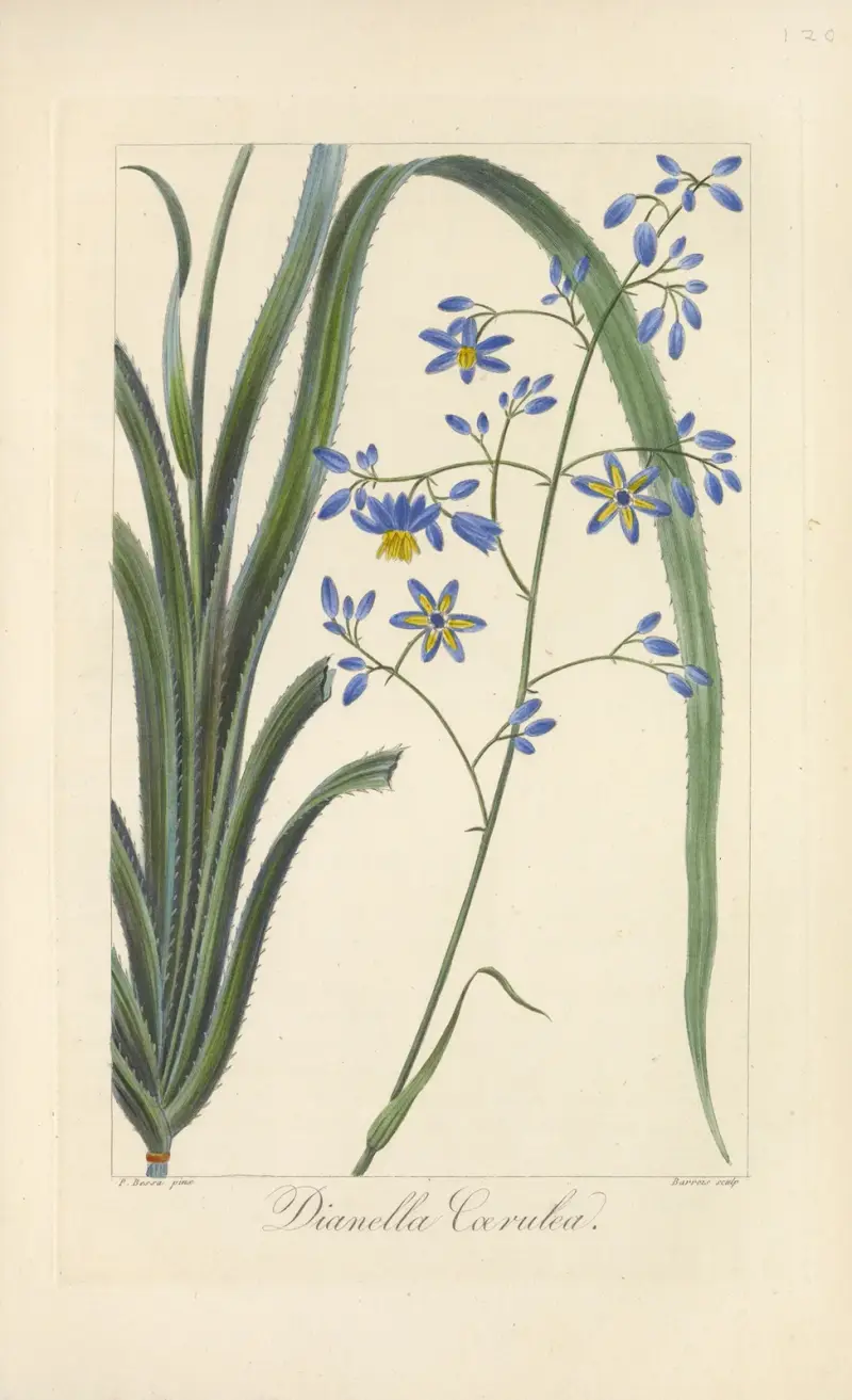 Dianella cærulea av Jean Claude Michel Mordant de Launay