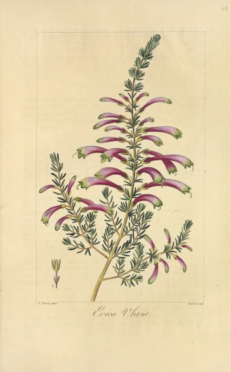 Erica uhria von Jean Claude Michel Mordant de Launay