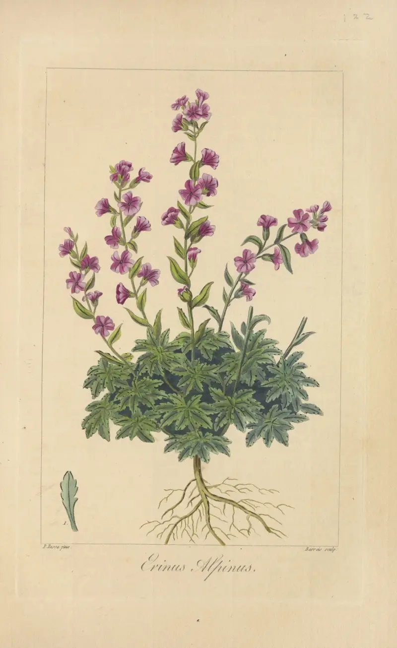 Erinus alpinus av Jean Claude Michel Mordant de Launay