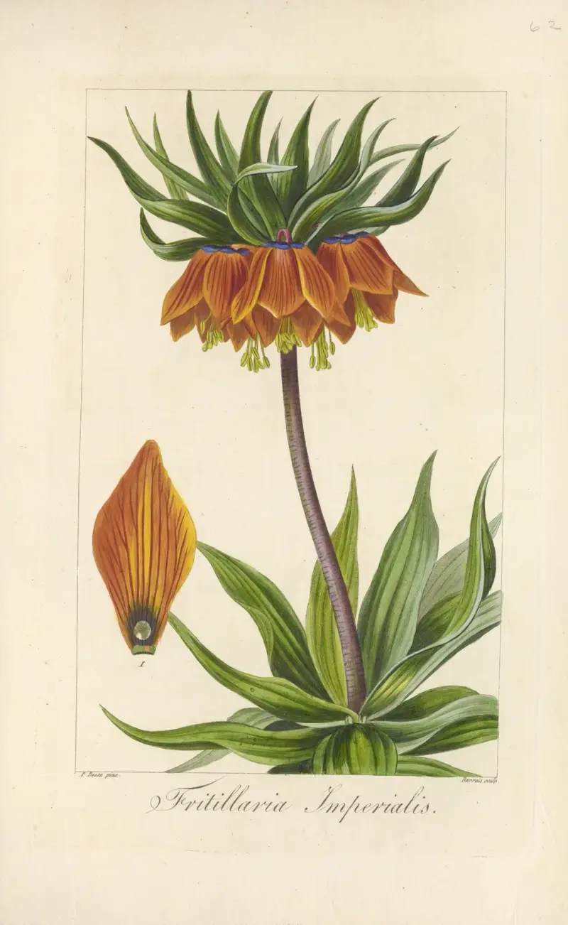 Fritillaria imperialis av Jean Claude Michel Mordant de Launay