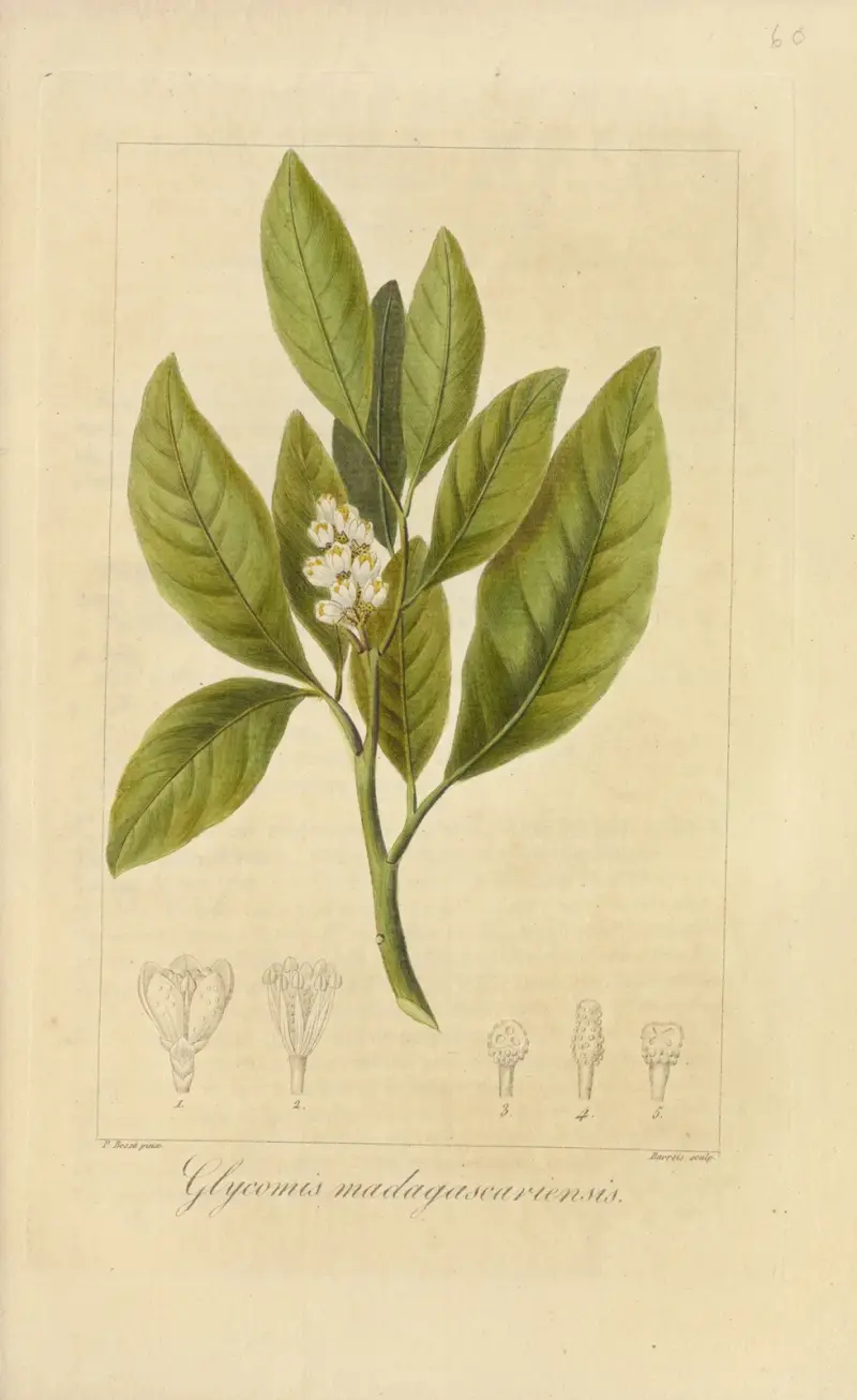 Glycomis madagascariensis, Jean Claude Michel Mordant de Launay