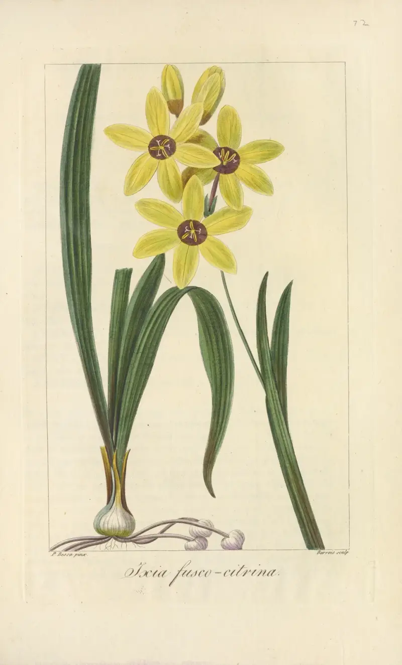 Ixia fusco-citrina av Jean Claude Michel Mordant de Launay