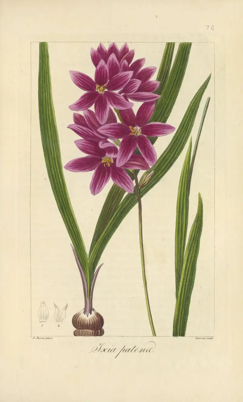 Ixia patens av Jean Claude Michel Mordant de Launay