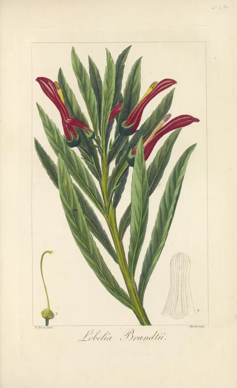 Lobelia brandtii av Jean Claude Michel Mordant de Launay