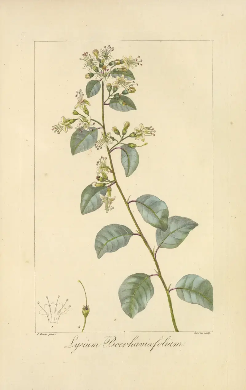 Lycium boerhaviæfolium von Jean Claude Michel Mordant de Launay