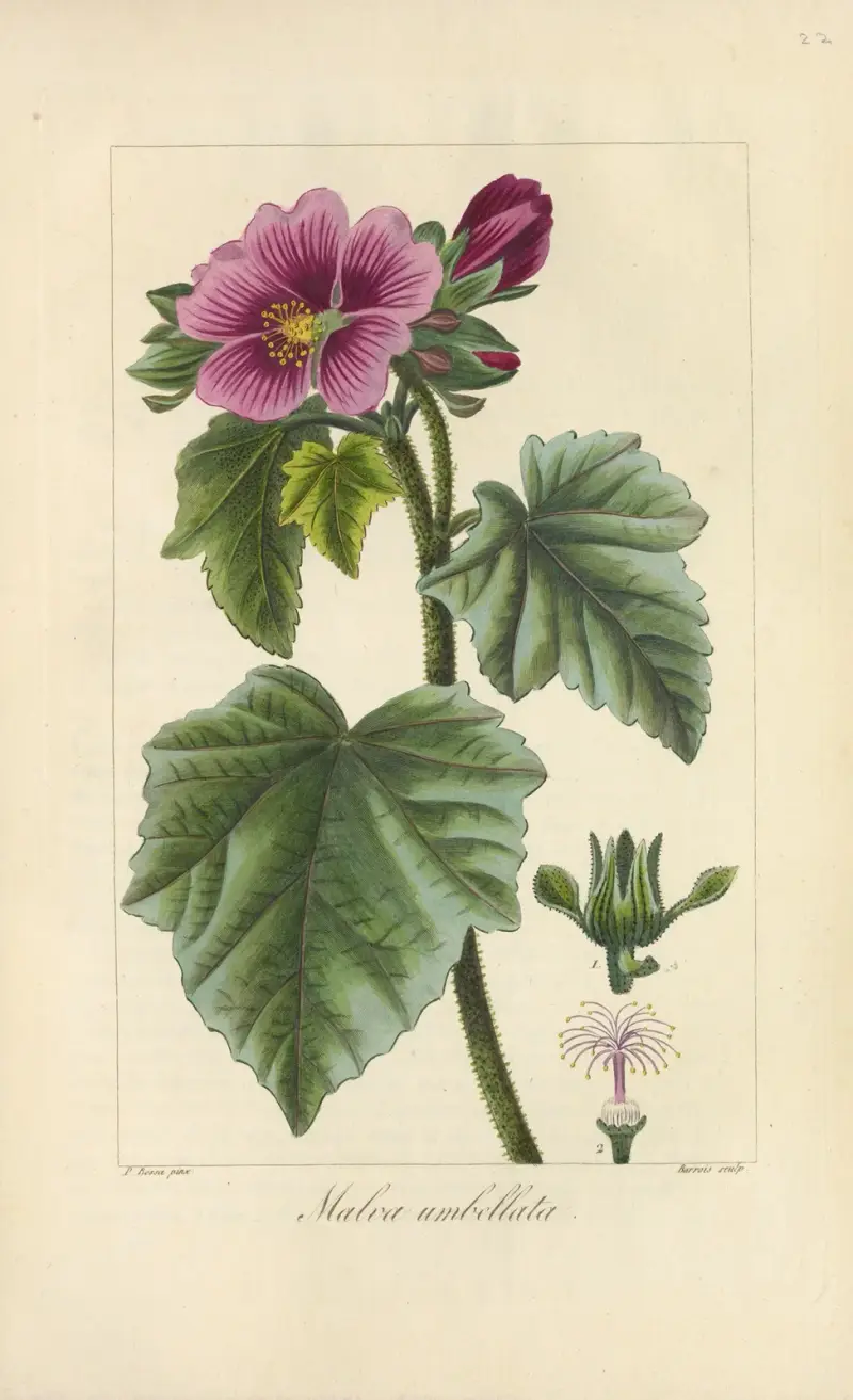 Malva umbellata, Jean Claude Michel Mordant de Launay
