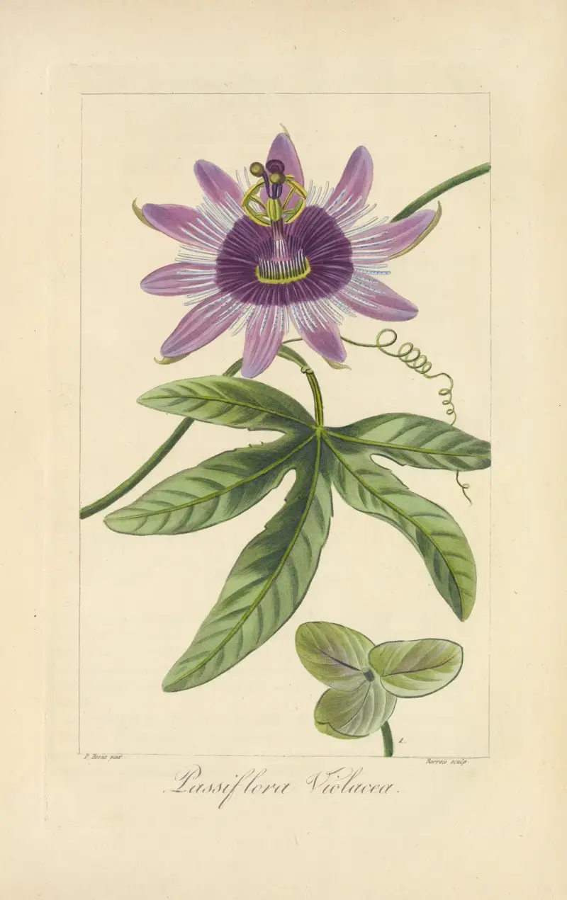 Passiflora violacea von Jean Claude Michel Mordant de Launay