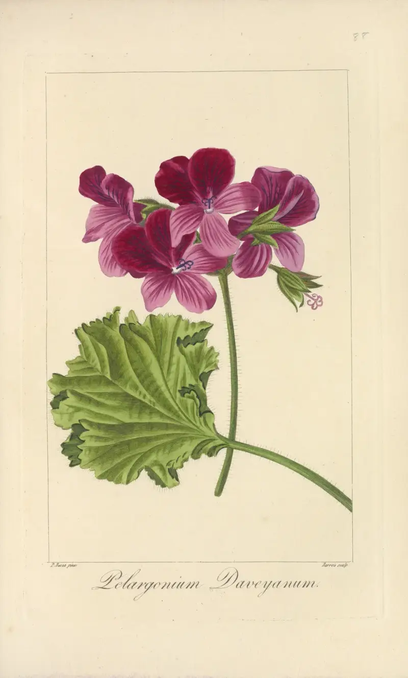 Pelargonium daveyanum av Jean Claude Michel Mordant de Launay