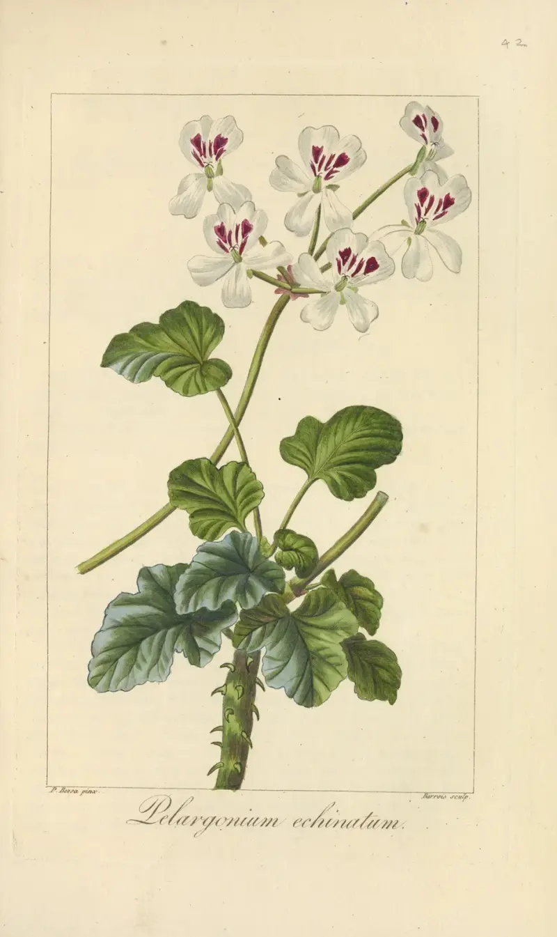 Pelargonium echinatum av Jean Claude Michel Mordant de Launay
