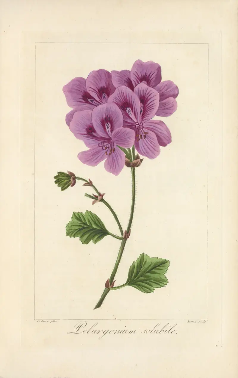 Pelargonium solubile, Jean Claude Michel Mordant de Launay