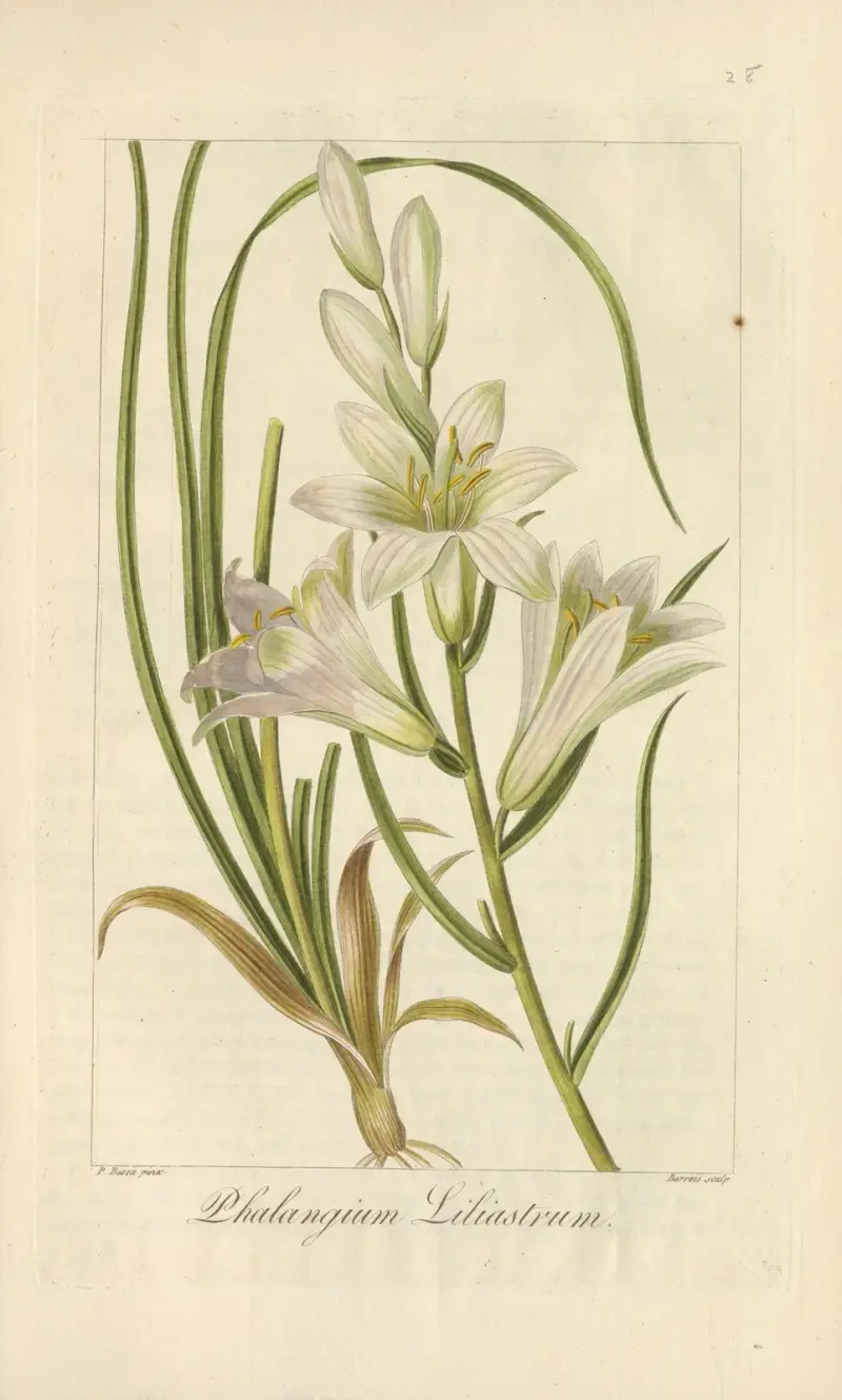 Phalangium liliastrum av Jean Claude Michel Mordant de Launay
