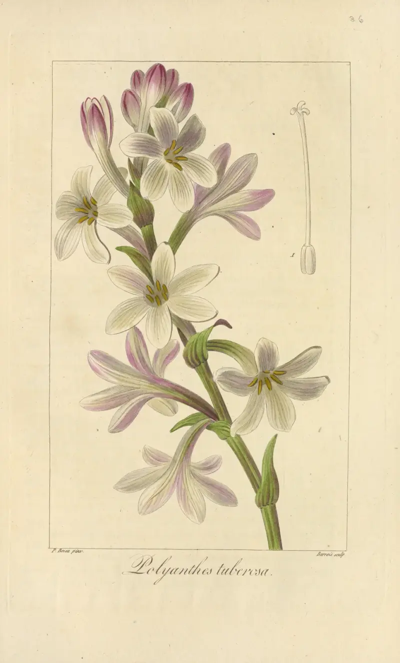 Polyanthes tuberosa av Jean Claude Michel Mordant de Launay