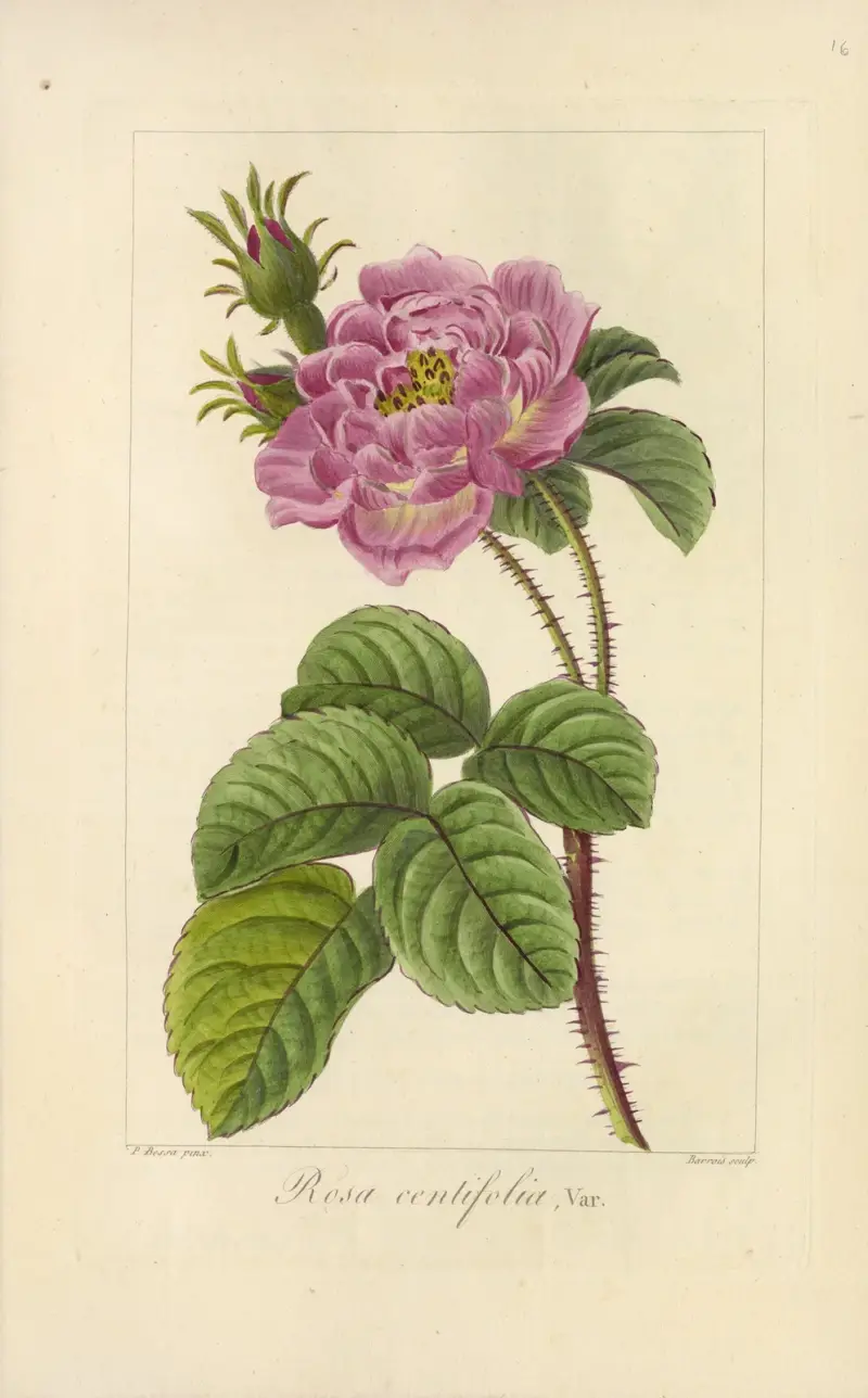 Rosa centifolia, Jean Claude Michel Mordant de Launay