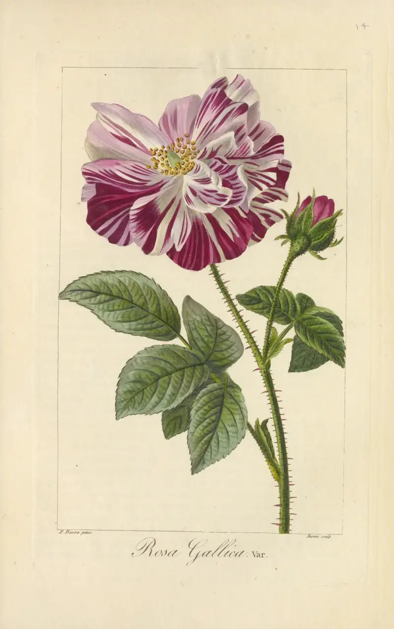 Rosa gallica von Jean Claude Michel Mordant de Launay