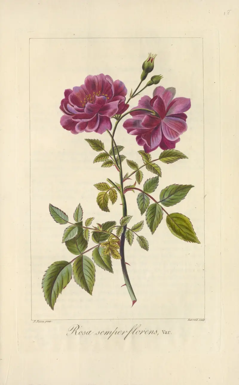 Rosa semperflorens, Jean Claude Michel Mordant de Launay