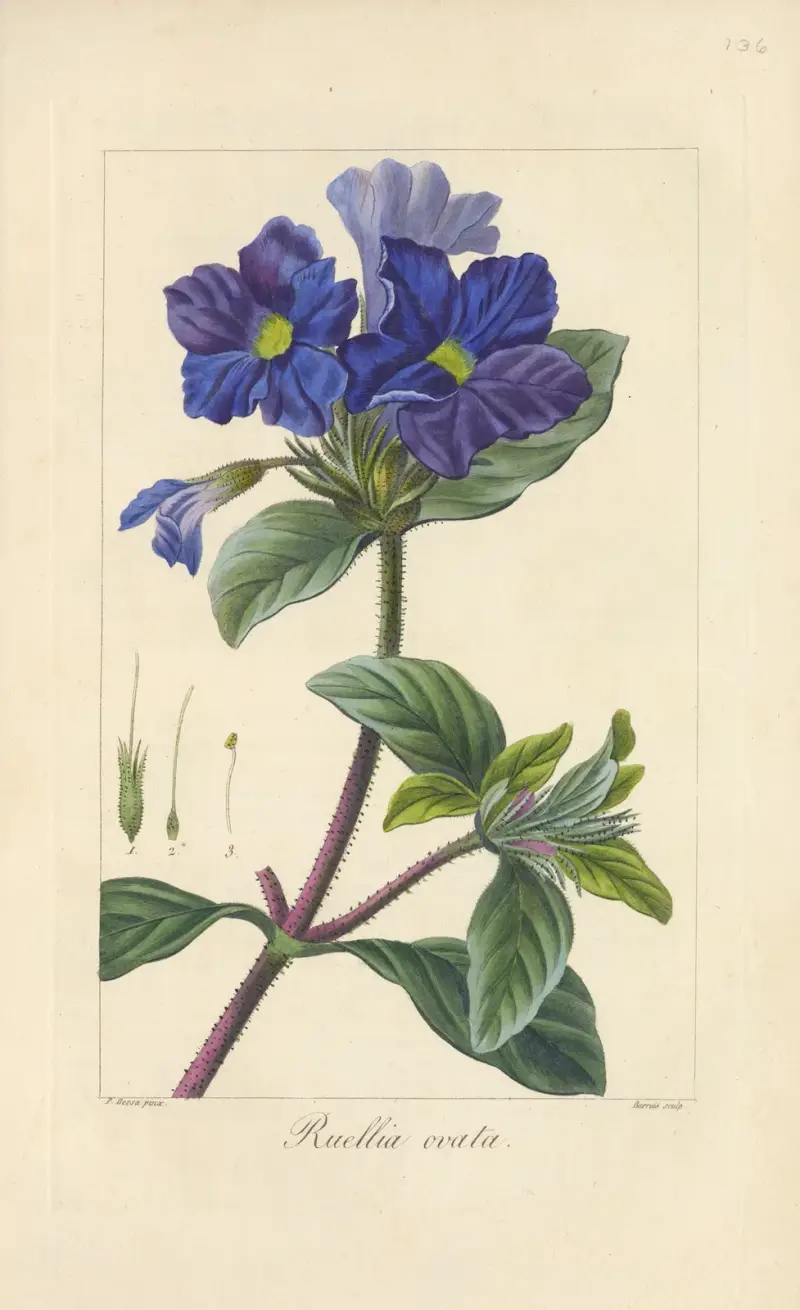Ruellia ovata av Jean Claude Michel Mordant de Launay