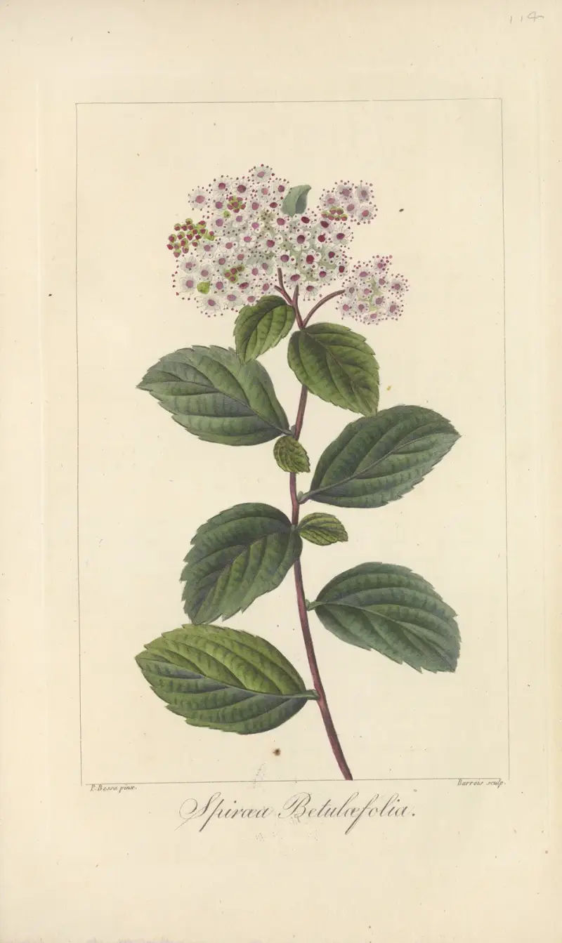 Spiræa betulæfolia av Jean Claude Michel Mordant de Launay