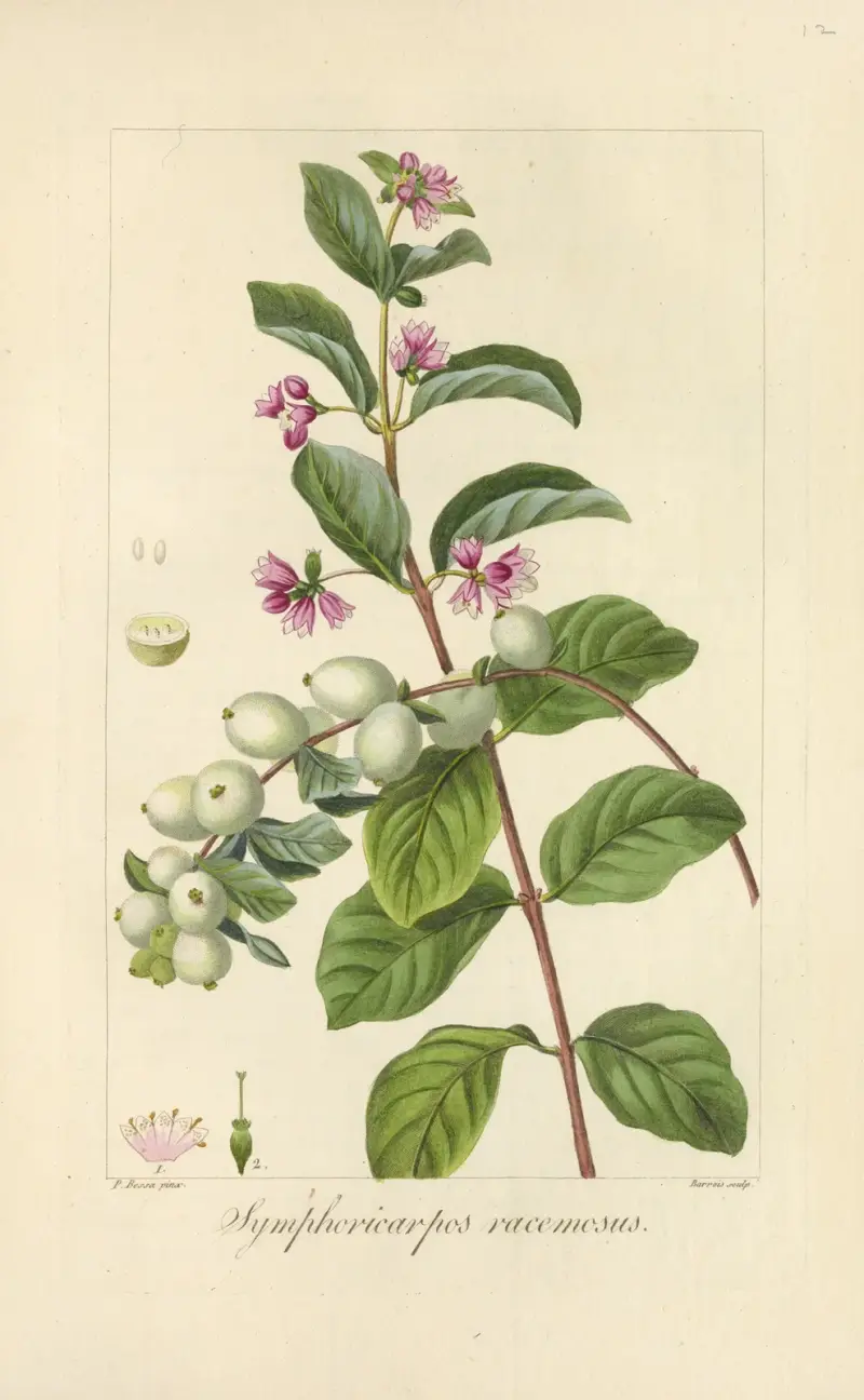 Symphoricarpos racemosus av Jean Claude Michel Mordant de Launay