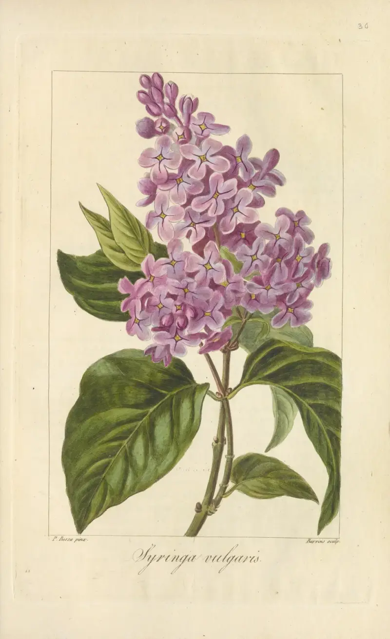 Syren av Jean Claude Michel Mordant de Launay