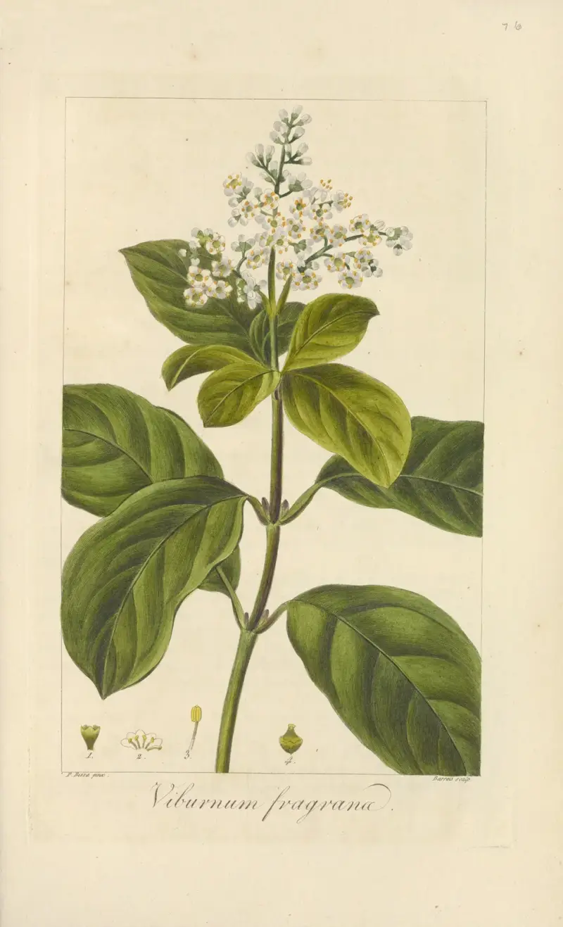Viburnum fragrans von Jean Claude Michel Mordant de Launay