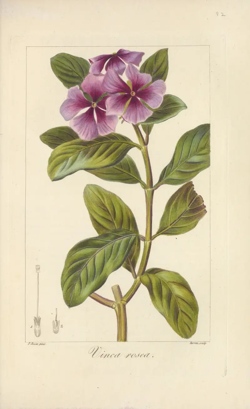 Vinca rosea, Jean Claude Michel Mordant de Launay