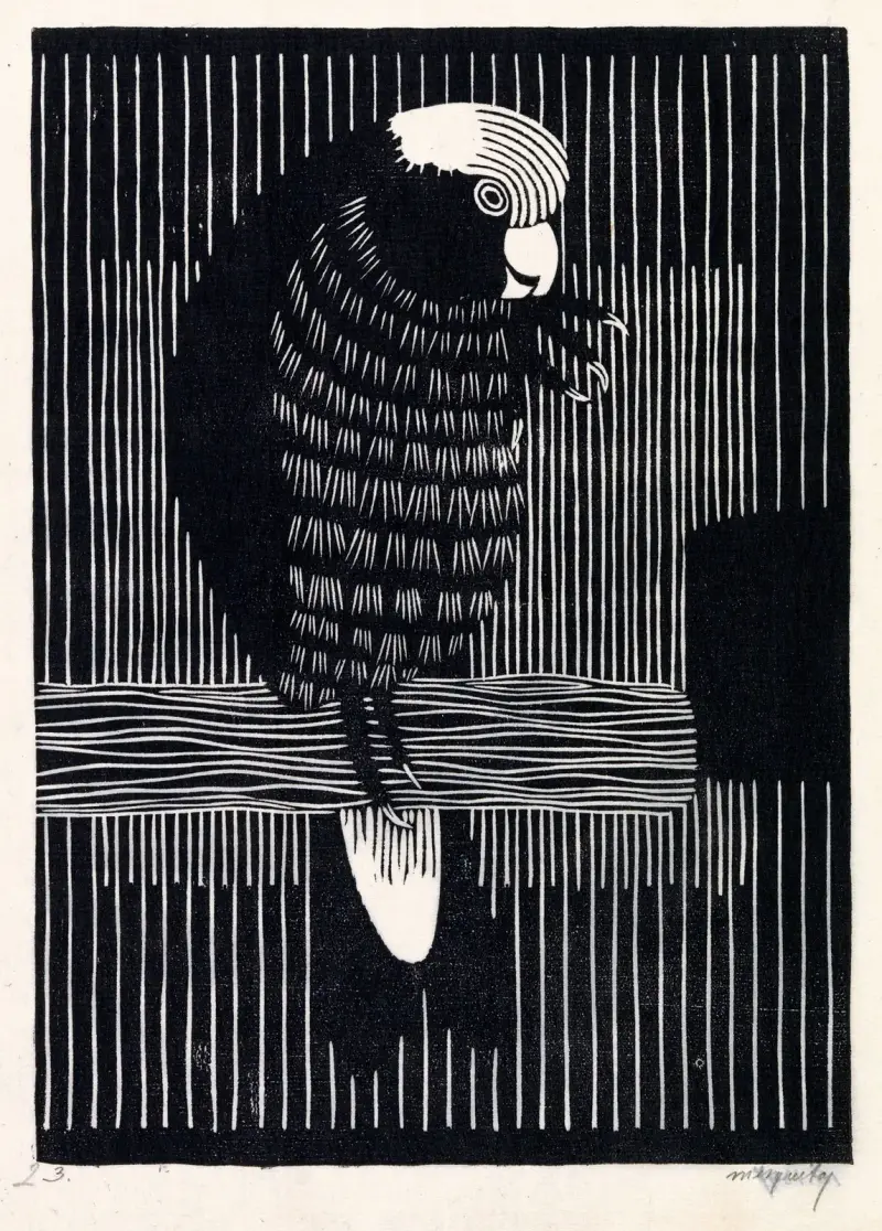Różowa kakadu, Samuel Jessurun de Mesquita