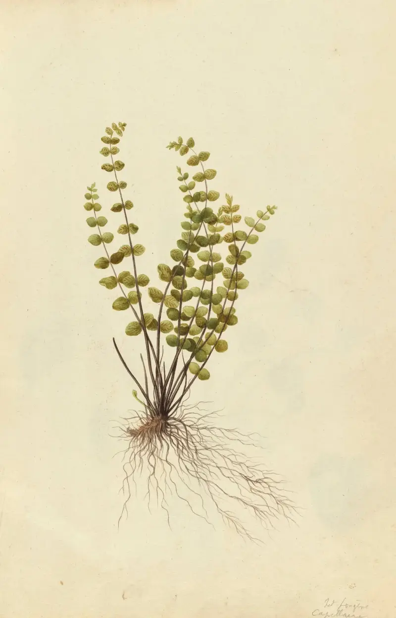 Asplenium trichomanes. Maidenhair fern av Jacques Le Moyne de Morgues