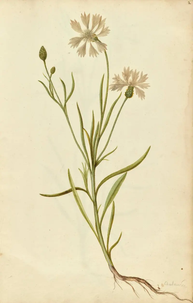 Centaurea cyanus. Kornblume von Jacques Le Moyne de Morgues
