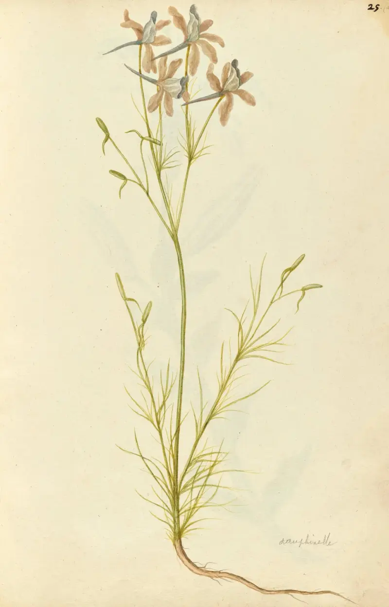Consolida ambigua. Larkspur (Åkerspöre) von Jacques Le Moyne de Morgues