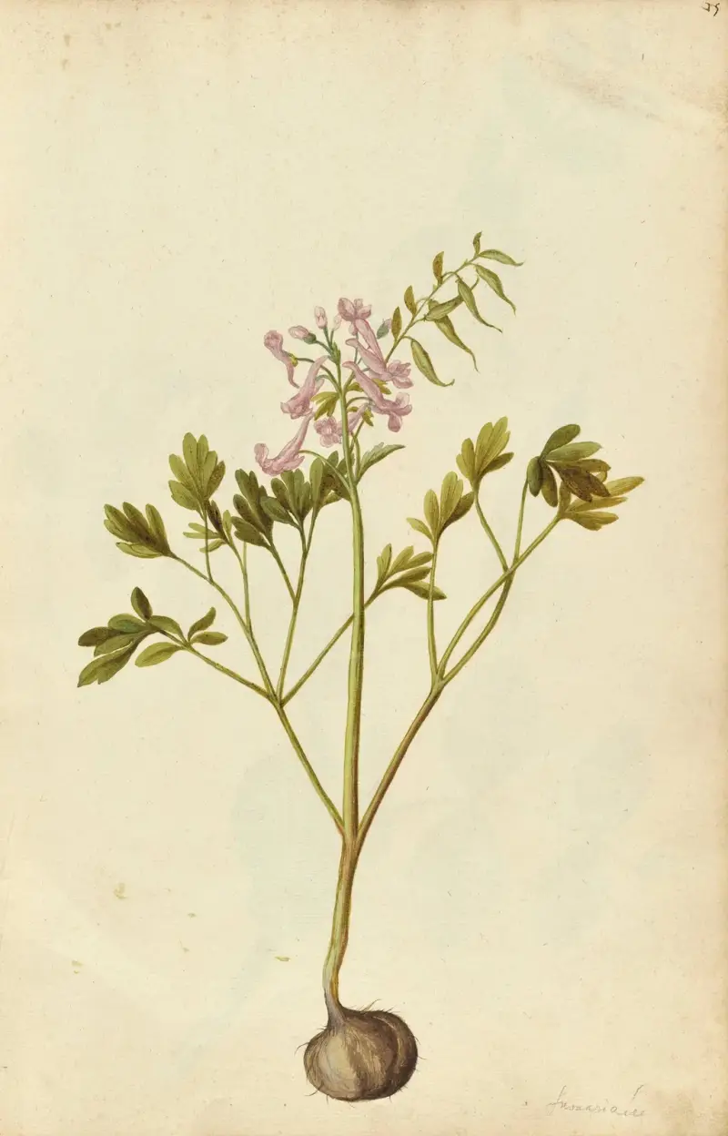 Corydalis solida, Jacques Le Moyne de Morgues