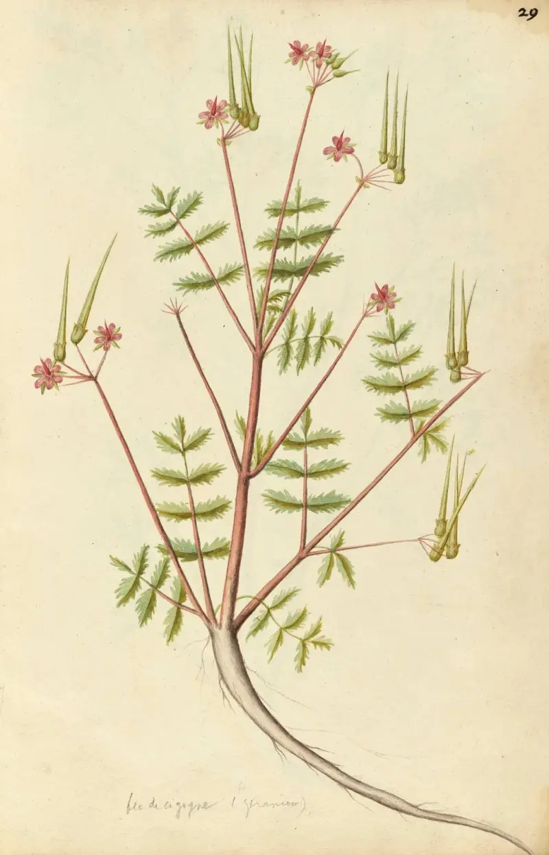 Erodium cicutarium. Common stork’s bill av Jacques Le Moyne de Morgues