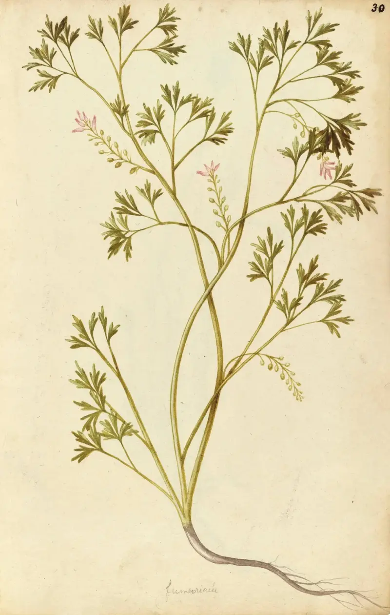 Fumariaceae officialis. Common fumitory av Jacques Le Moyne de Morgues