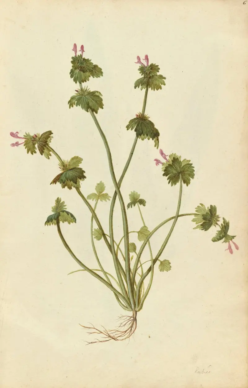 Lamium amplexicaule. Hluchavka, Jacques Le Moyne de Morgues