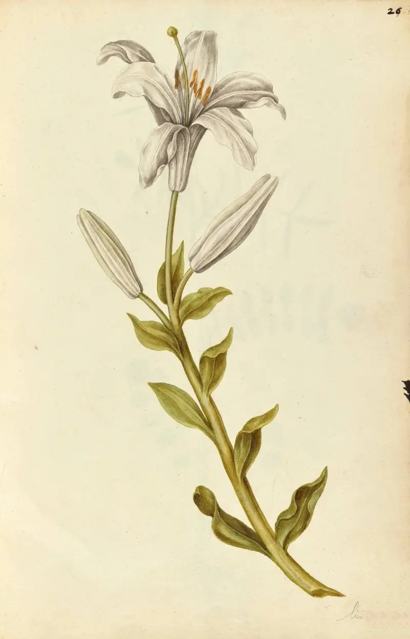 Lilium candidum. Lilie von Jacques Le Moyne de Morgues