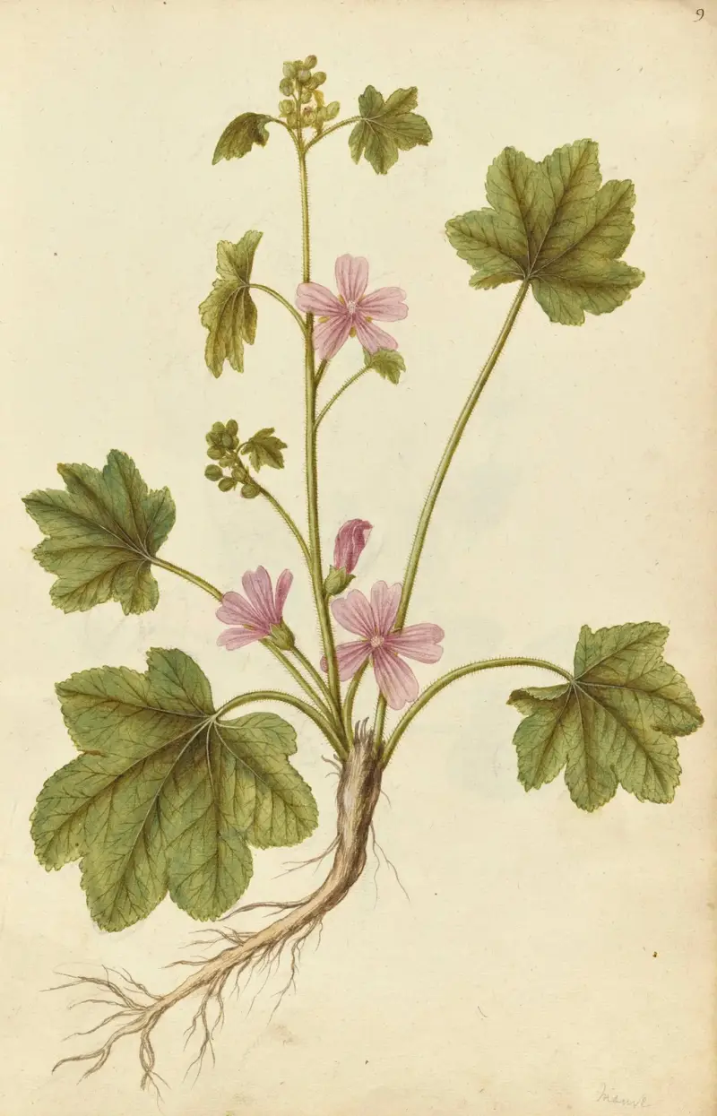 Malva sylvestris. Common mallow av Jacques Le Moyne de Morgues