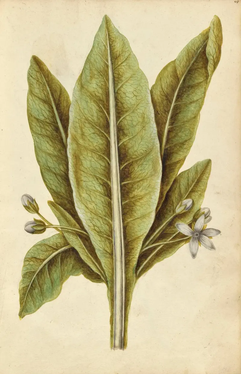 Mandragora officinarum. Mandrake av Jacques Le Moyne de Morgues