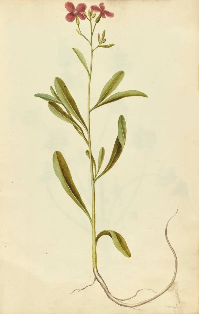 Matthiola incana. Stock von Jacques Le Moyne de Morgues
