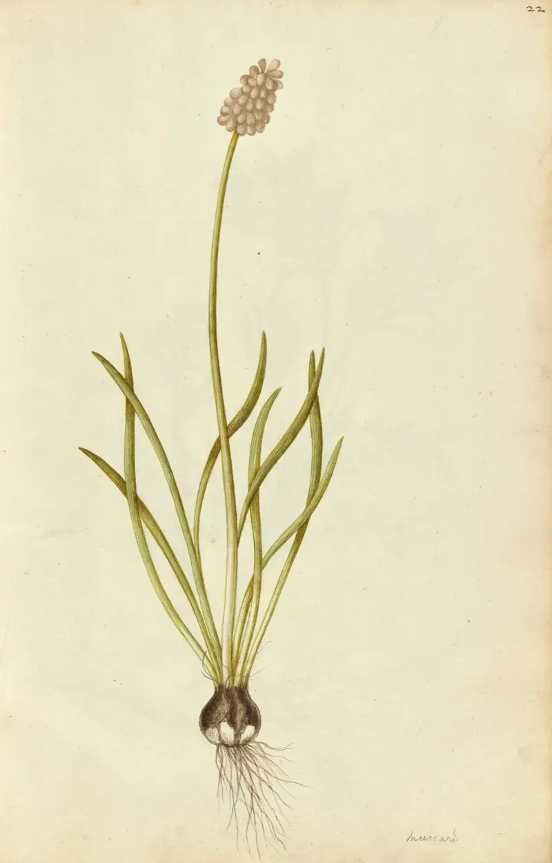 Muscari botryoides. Grape hyacinth av Jacques Le Moyne de Morgues