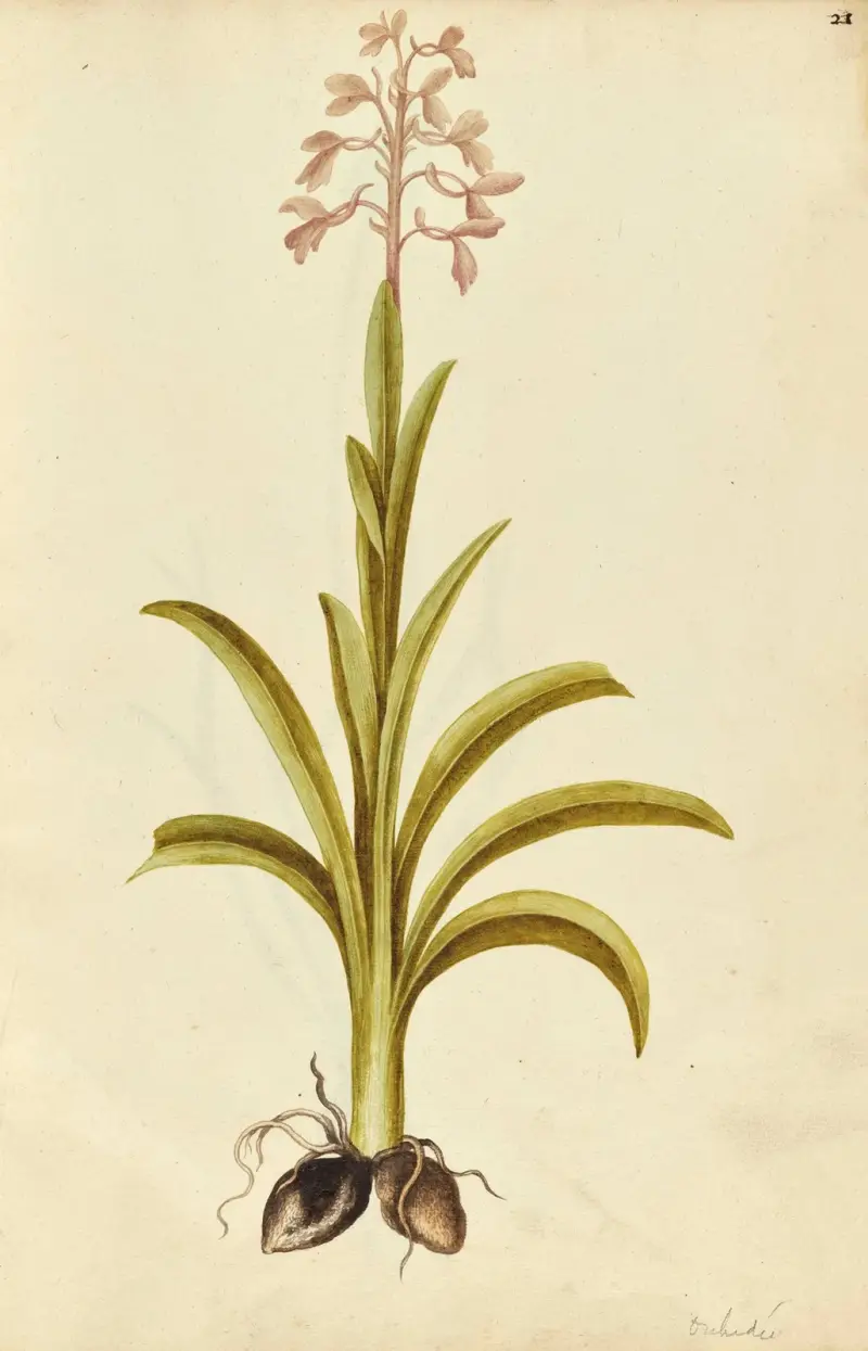 Orchis mascula (possibly Orchis laxiflora). Early purple orchid av Jacques Le Moyne de Morgues