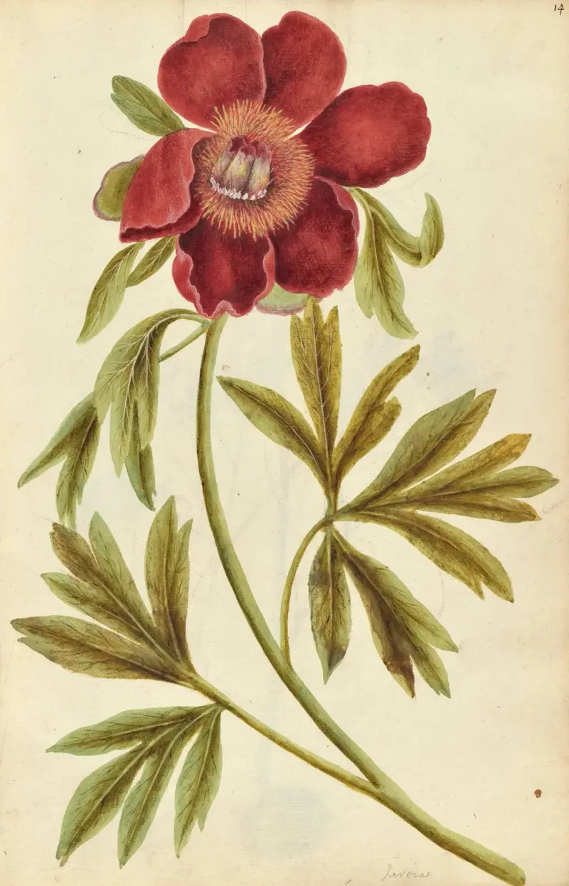 Paeonia mascula. Pion, Jacques Le Moyne de Morgues