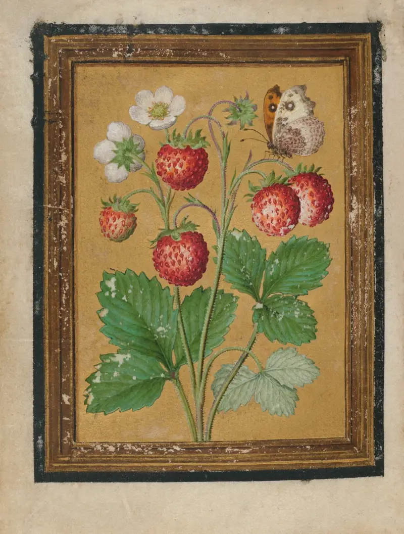 Målningar av blommor, fjärilar och insekter Pl.2 av Jacques Le Moyne de Morgues