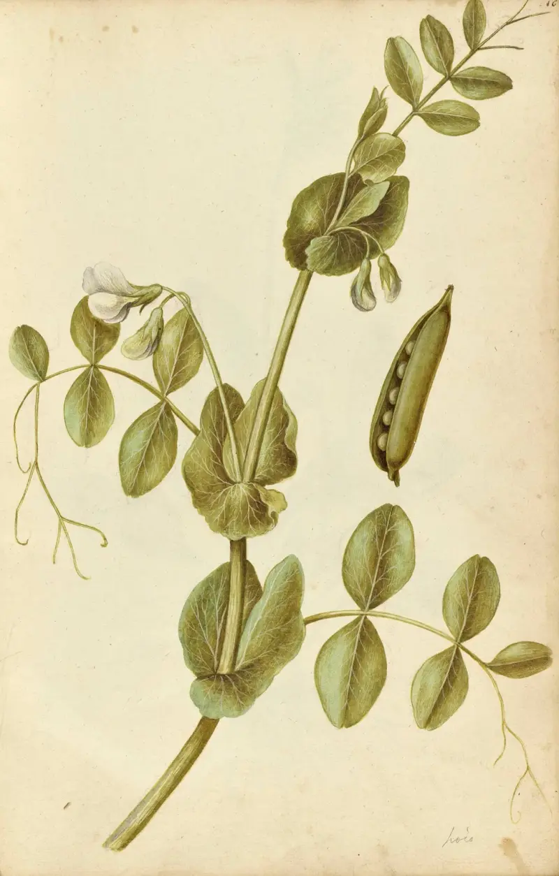 Pisum sativum. Garden pea av Jacques Le Moyne de Morgues