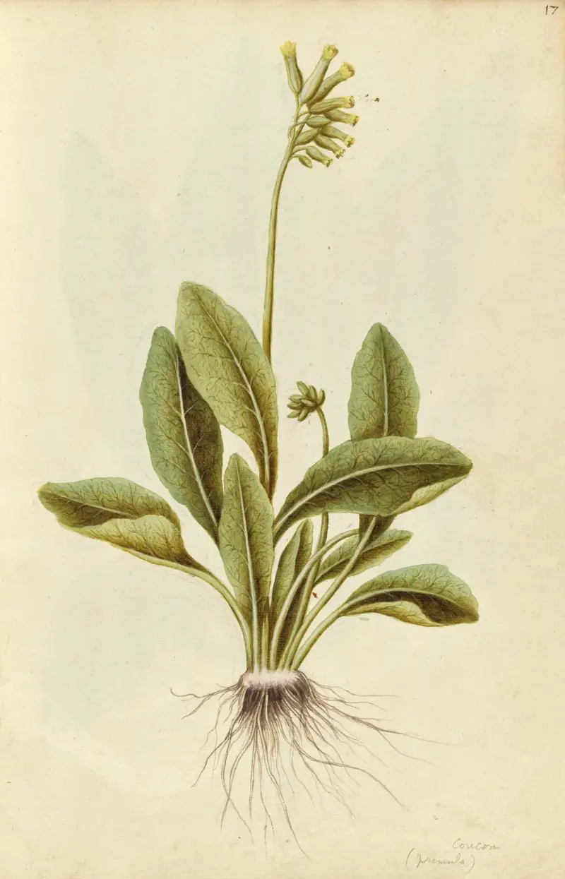 Primula veris eller Primula x tommasinii. Gullviva eller ängsviva av Jacques Le Moyne de Morgues