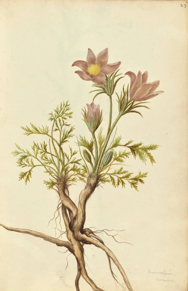Pulsatilla vulgaris. Pasque flower av Jacques Le Moyne de Morgues