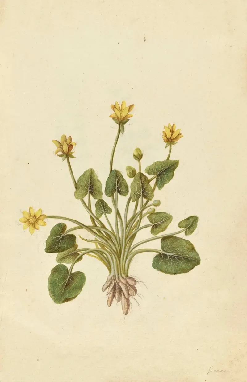 Ranunculus ficaria. Lesser celandine av Jacques Le Moyne de Morgues